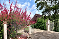 Red Flowering Peach Tree Live Plant 4-6 ft | Ornamental Prunus persica