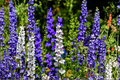 Delphinium Magic Fountains Mix Starter Plants (4 Plugs) – Perennial Garden Color
