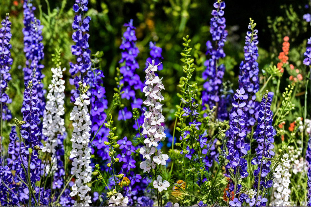 Delphinium Magic Fountains Mix Starter Plants (4 Plugs) – Perennial Garden Color