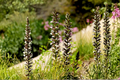 Bear's Breeches (Acanthus mollis) Live Plant - 12 Inches Tall, Purple & White Blooms