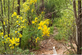 Pride of Barbados Yellow Dwarf – Caesalpinia pulcherrima Live Plant, ~3 ft, Full Sun
