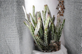Pickle Plant Curio stapeliiformis — Live Rooted Succulent in 4-Inch Pot
