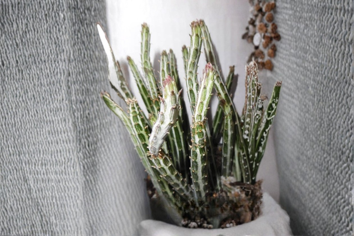 Pickle Plant Curio stapeliiformis — Live Rooted Succulent in 4-Inch Pot