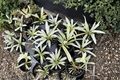 Philodendron Ring of Fire Mint - Variegated Live Plant, 3-4 Inch Pot