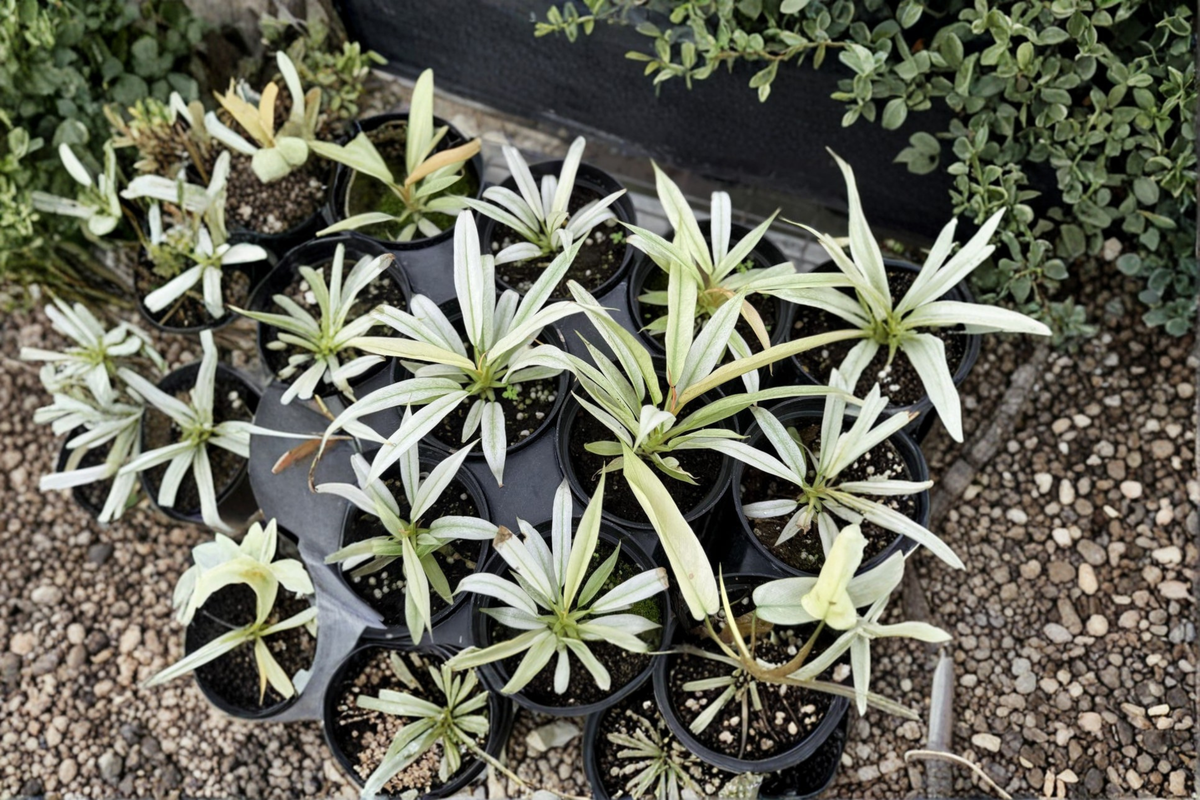 Philodendron Ring of Fire Mint - Variegated Live Plant, 3-4 Inch Pot