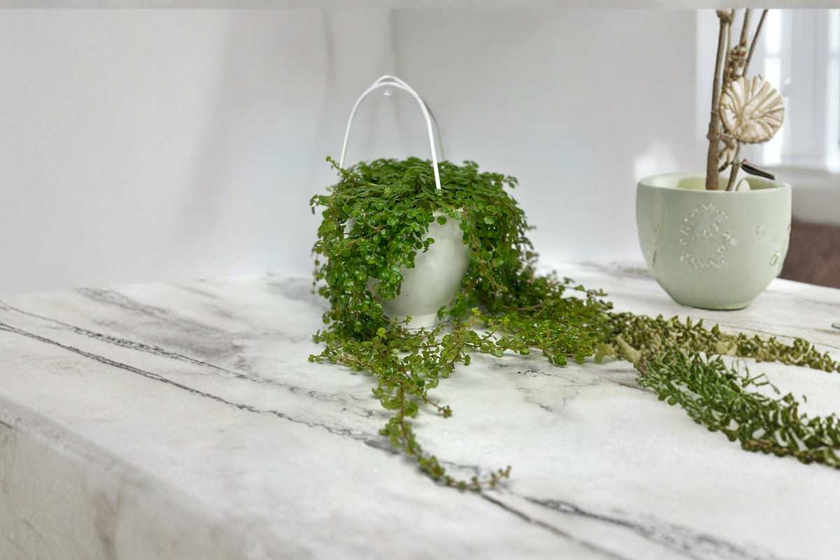 Pilea Depressa Baby Tears Live Plant - Rooted 4.5-Inch Hanging Pot