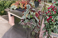 Cissus Discolor Rex Begonia Vine - 4 Inch Rooted Starter Plant