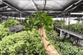 Shangri La Pothos (Epipremnum aureum) – 2 Live Plants in 4-Inch Pots