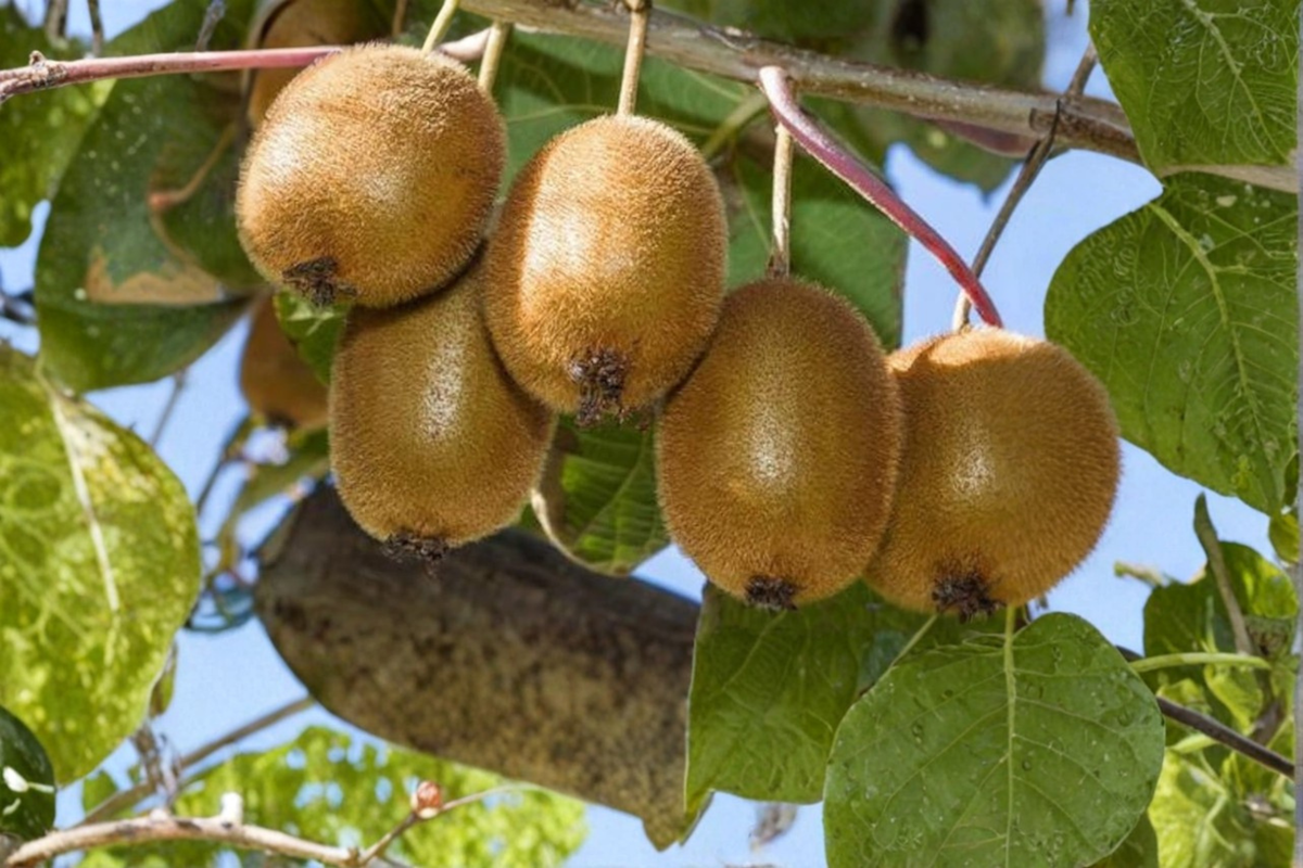 Saanichton Fuzzy Kiwi Vine – 1 Gallon Pot, 2–3ft Tall, Ready to Plant