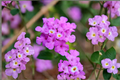 Trailing Lavender Lantana Lantana montevidensis Live Plant Plug – 1–3 in.