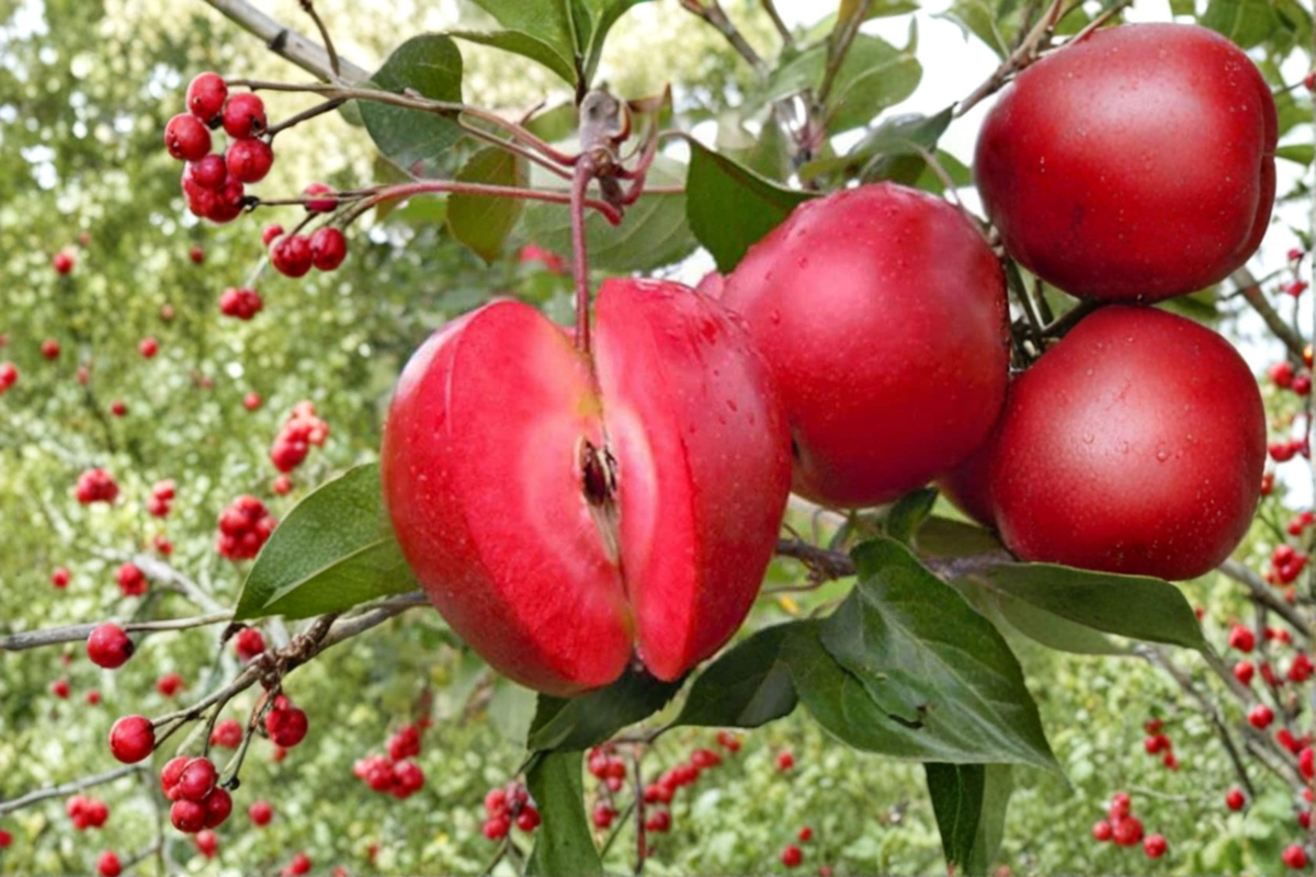 Redlove Era Apple Tree - Grafted Live Plant, 1 Gallon Pot
