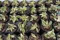 Hoya Krinkle 8 Albo Marginata - 4 Inch Potted Variegated Hoya Carnosa Cutting