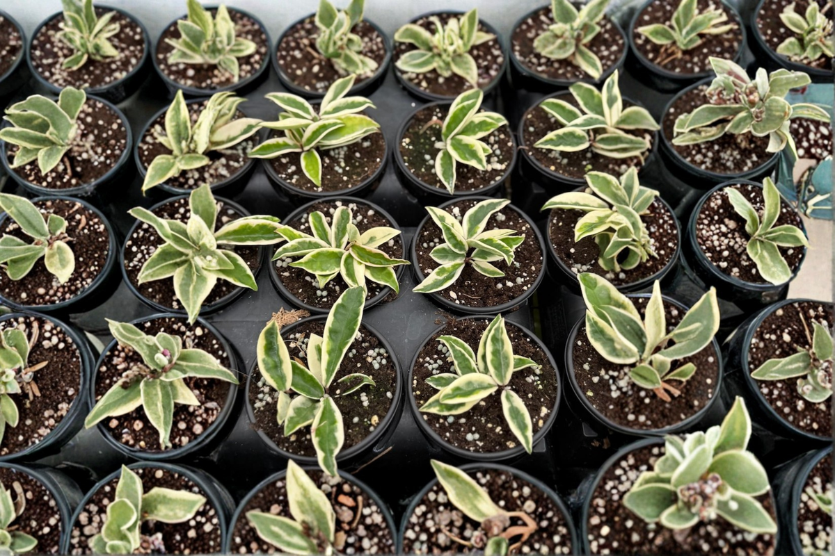Hoya Krinkle 8 Albo Marginata - 4 Inch Potted Variegated Hoya Carnosa Cutting