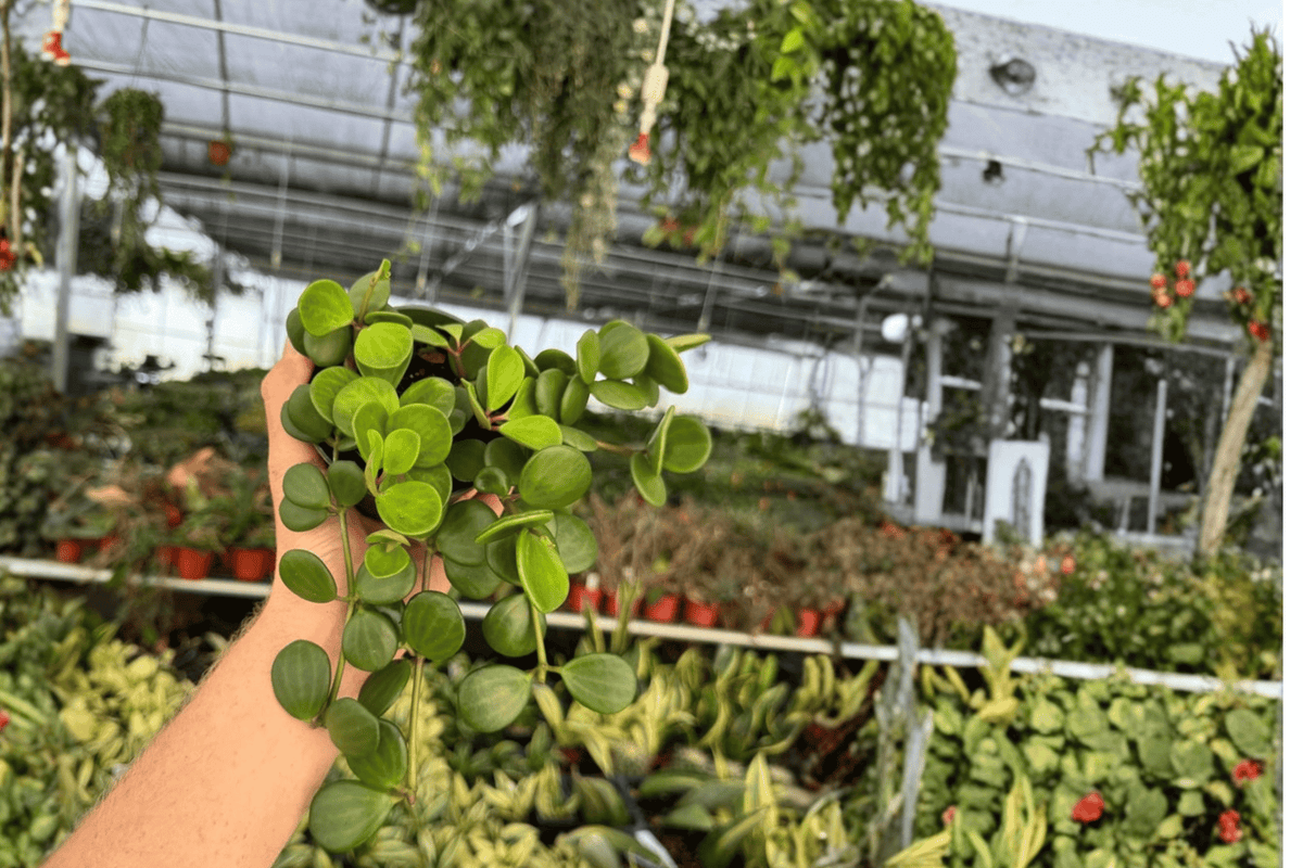 Peperomia Hope (Peperomia tetraphylla) Live Plants – 2 in 4-Inch Pots