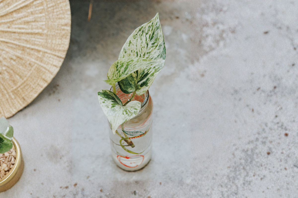 Snow Queen Pothos Live Plant in 8-Inch Hanging Basket (Epipremnum aureum)