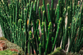 Fire Sticks Pencil Cactus Cuttings – Euphorbia tirucalli | 10 Unrooted Live Cuttings