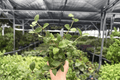 Hoya Pubera - 2 Live Plants in 4-Inch Pots