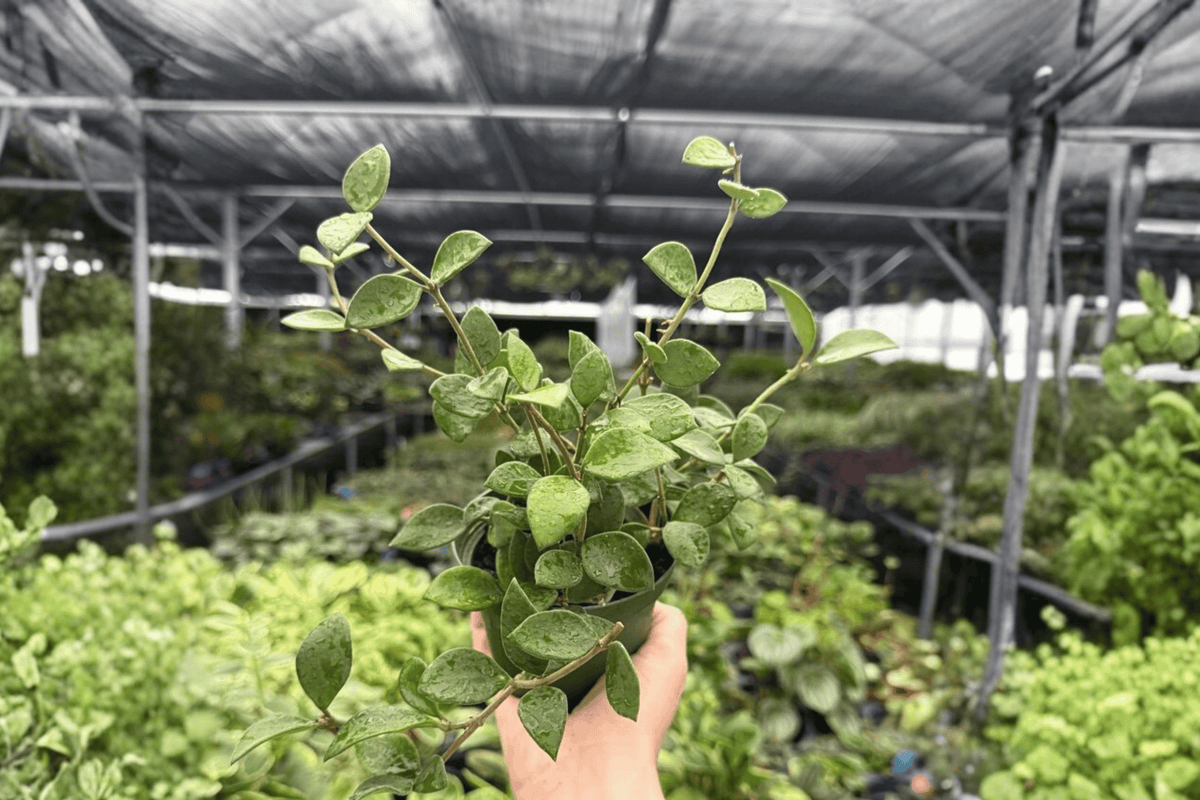 Hoya Pubera - 2 Live Plants in 4-Inch Pots