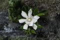 Frost Proof Gardenia Rooted Starter Plant | Gardenia jasminoides