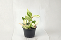 Hoya Carnosa Krimson Queen Rooted 2-Inch Variegated Hoya Plant