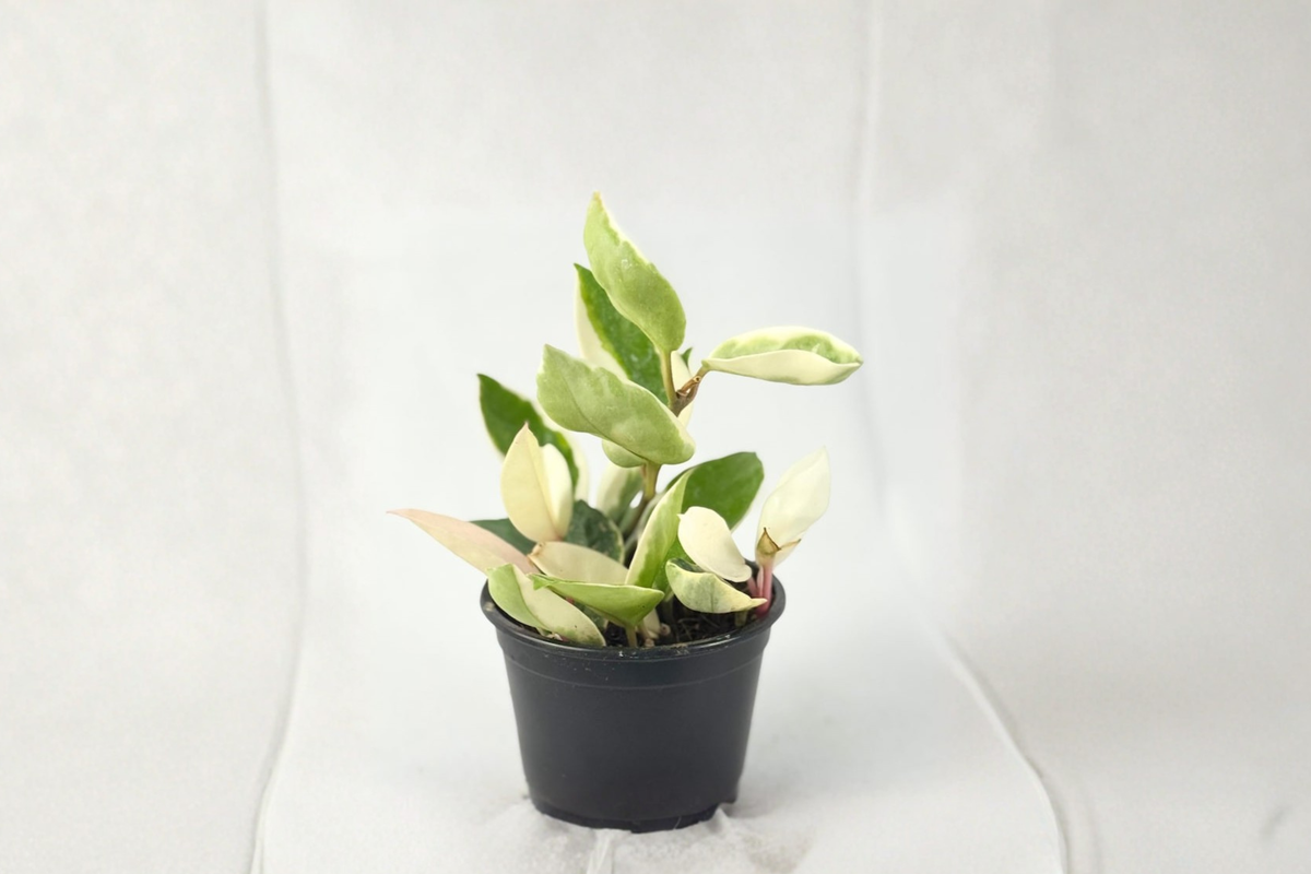 Hoya Carnosa Krimson Queen Rooted 2-Inch Variegated Hoya Plant
