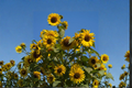 Giant Sunflower Seeds - 10 Seeds, Helianthus annuus, Tall Ornamental Sunflowers for Outdoor Gardens
