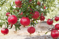 Pomegranate Tree - Air Layered Live Plant 3-4 ft Tall, Large Red Fruit