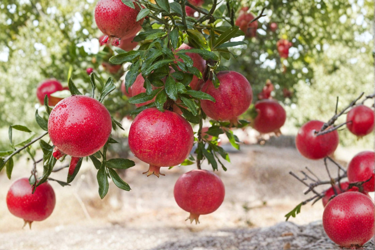 Pomegranate Tree - Air Layered Live Plant 3-4 ft Tall, Large Red Fruit