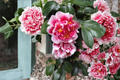 Tama Electra Camellia japonica Live Starter Plant in pot | Well-rooted