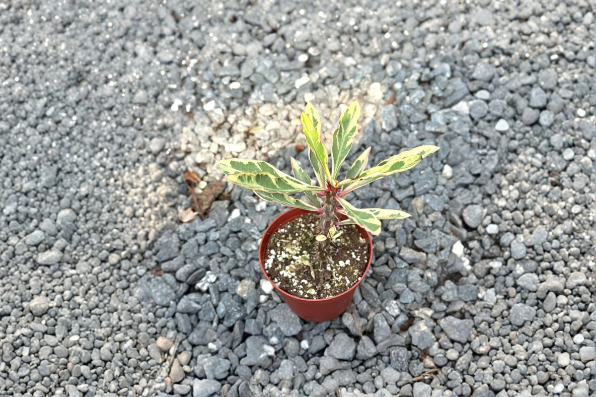Variegated Crown of Thorns Euphorbia milii - 3 Inch Growers Pot, Rooted Starter Plant