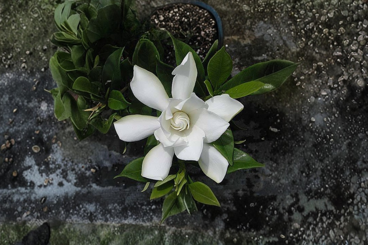 Frost Proof Gardenia Rooted Starter Plant | Gardenia jasminoides