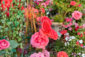 Climbing America Rose - Salmon Pink Climbing Rose Bush 5 Gal Live Plant