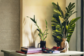Lucky Bamboo (Dracaena sanderiana) 7-Pack Starter Plants - ~4
