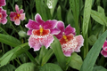 Odtna Mem. Martin Orenstein 'Lulu' Orchid Live Plant | 2-Inch Pot