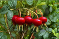 Rose Hip Seeds Rosa canina - 10 Seeds, Flowering Shrub for Outdoor Gardens