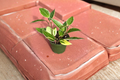 Hoya Macrophylla Variegated Rooted 4-Inch Live Plant