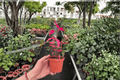 Alternanthera 'Party Time' Live Plants — 2, 4-Inch Pots