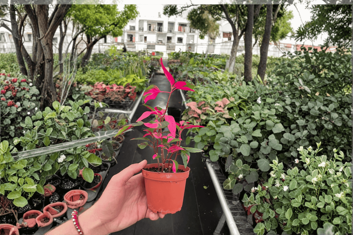 Alternanthera 'Party Time' Live Plants — 2, 4-Inch Pots