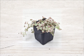Little Missy Variegated Sedum - Live 2-Inch Pot Succulent