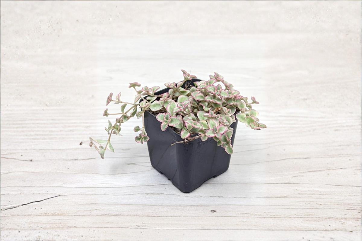 Little Missy Variegated Sedum - Live 2-Inch Pot Succulent
