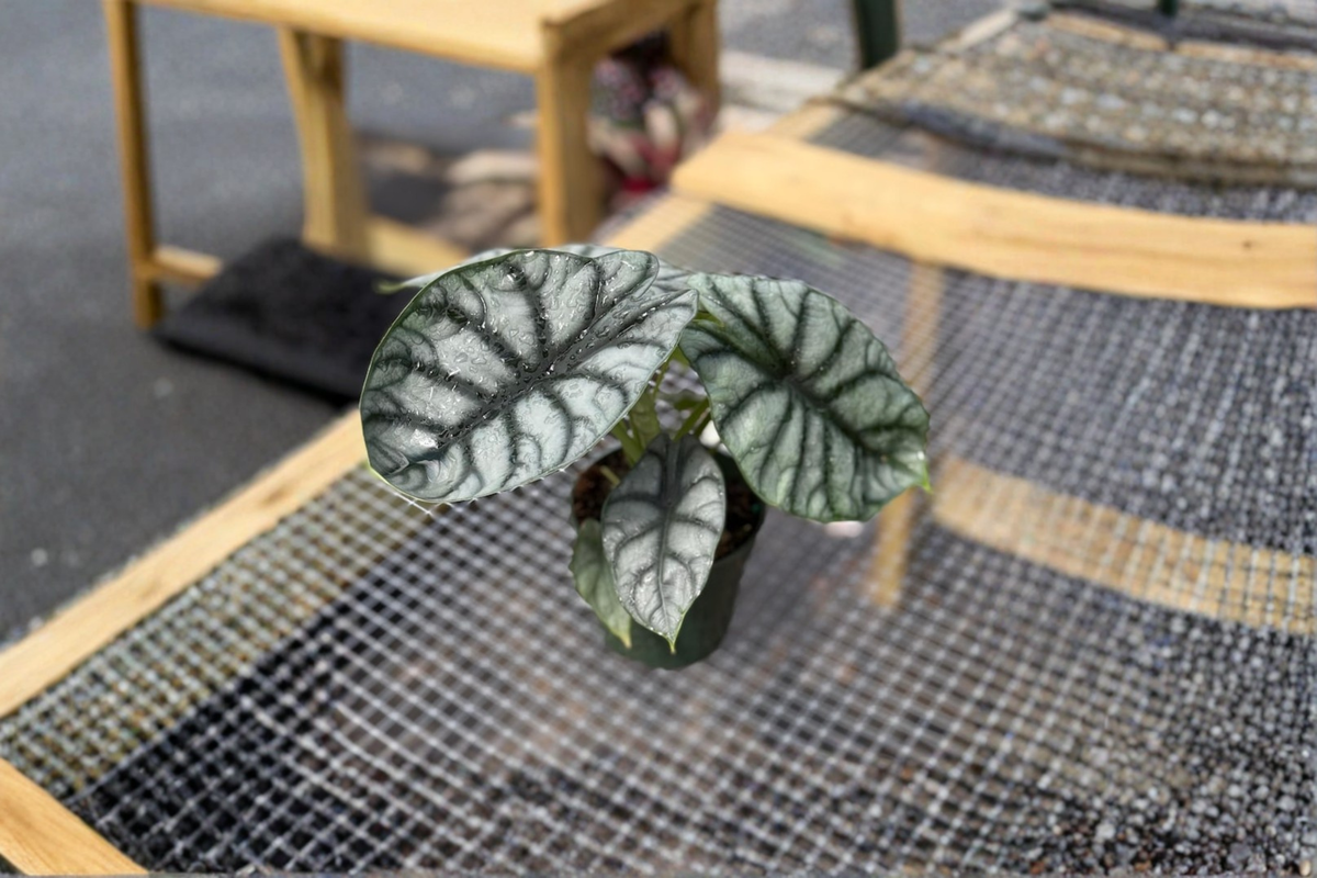 Alocasia Silver Dragon - 4 inch Growers Pot, Healthy Rooted Starter Plant