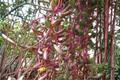 Ruby Necklace Succulent Othonna capensis - 4-Inch Pot Live Plant