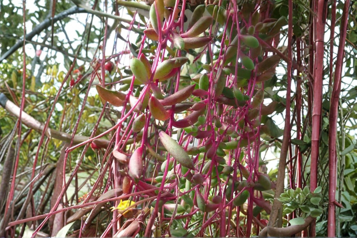 Ruby Necklace Succulent Othonna capensis - 4-Inch Pot Live Plant