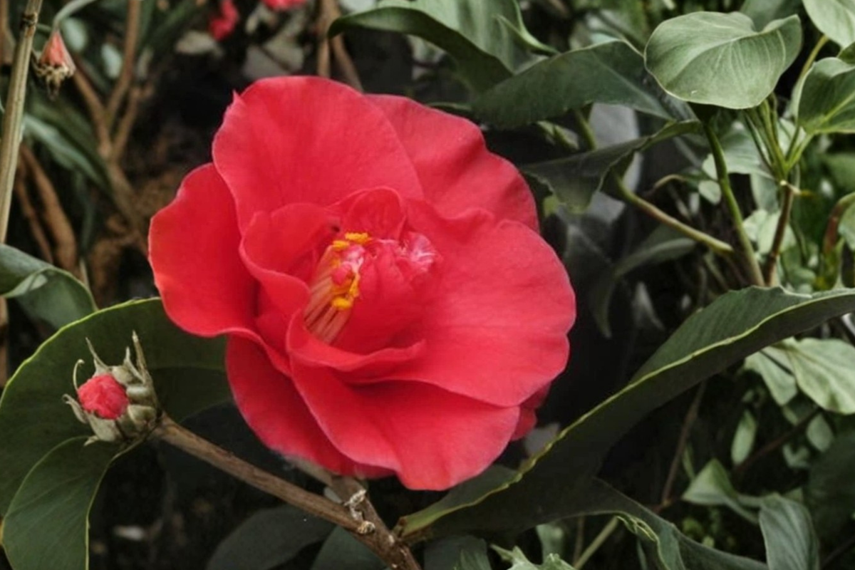 Japanese Camellia Greensboro Red - 3 Gallon Evergreen Shrub