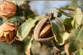 Tropical Almond Live Plant (Terminalia catappa) – 7–12 Inches Tall