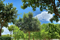 Chinquapin Oak Tree 4-6 ft Live Plant - Quercus muehlenbergii, Deciduous Shade Tree