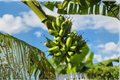 Dwarf Cavendish Banana Seeds (Musa 'Dwarf Cavendish') – 10 Seeds