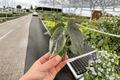 Alocasia azlanii Starter Plants (2 Live) Bare Root
