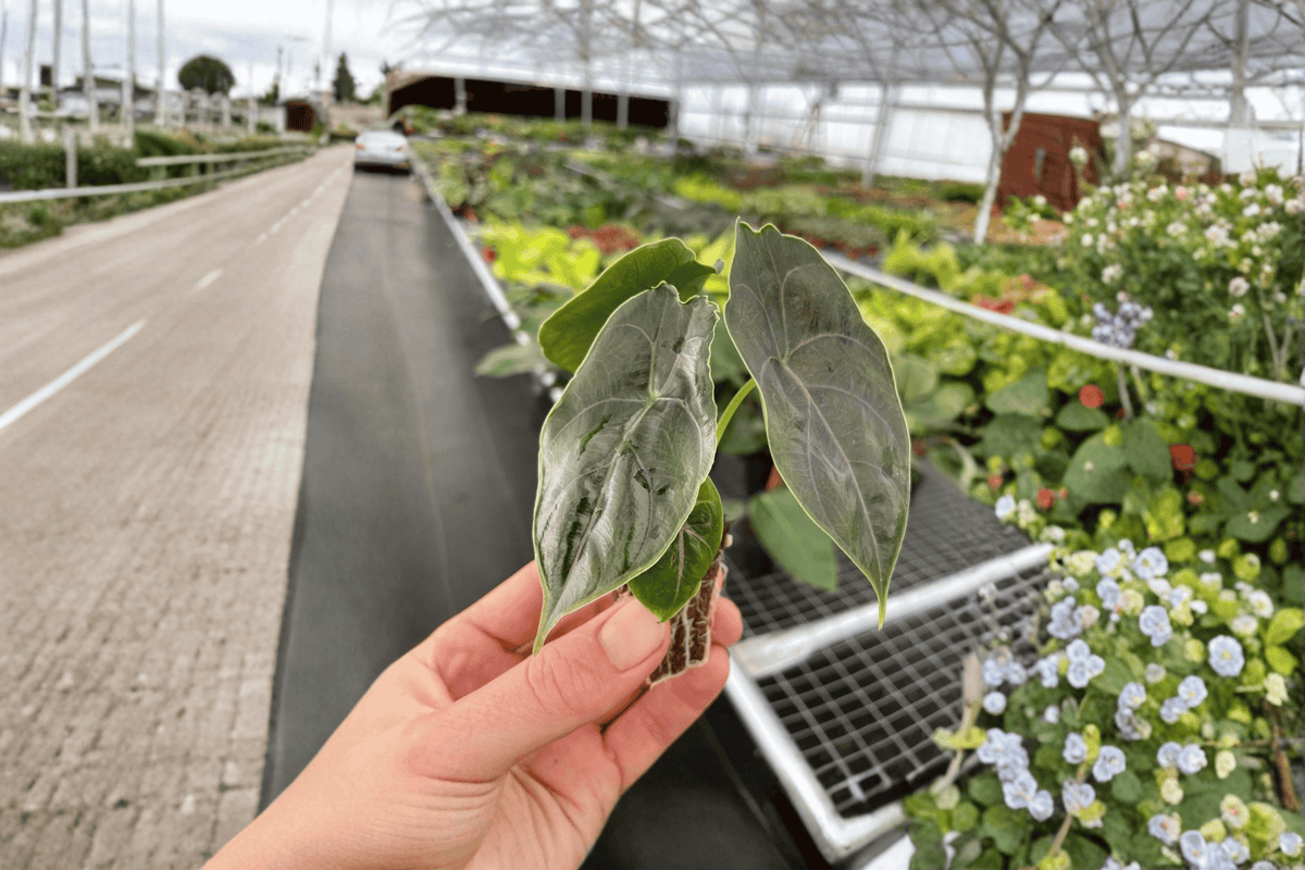 Alocasia azlanii Starter Plants (2 Live) Bare Root