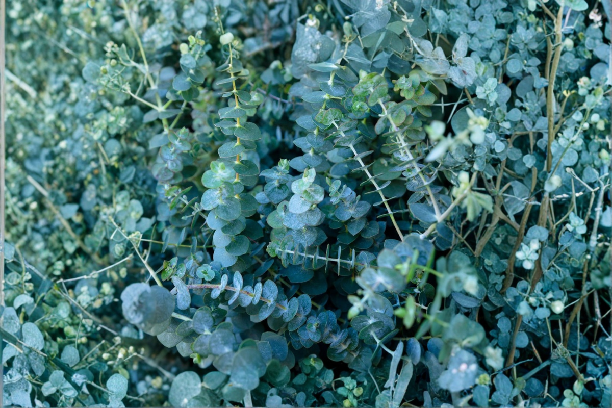 Fresh Eucalyptus Shower Bundle – 4 Fresh Cut Stems, ~14"